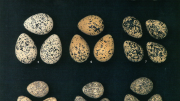 Plate 19